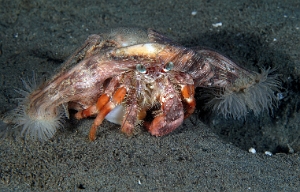 North Sulawesi-2018-DSC03783_rc- Anemone Hermit crab - Bernard l ermite des anemones - Dardanus pedunculatus